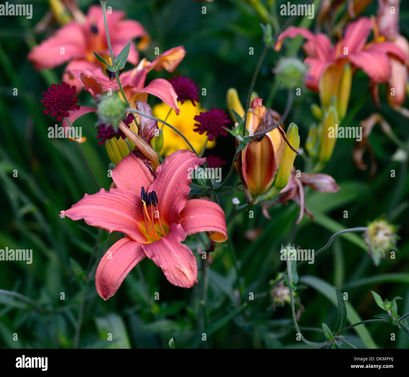 hemerocallis stafford Day Lily red orange flower flowering blooming daylilies daylily perennial Stock Photo