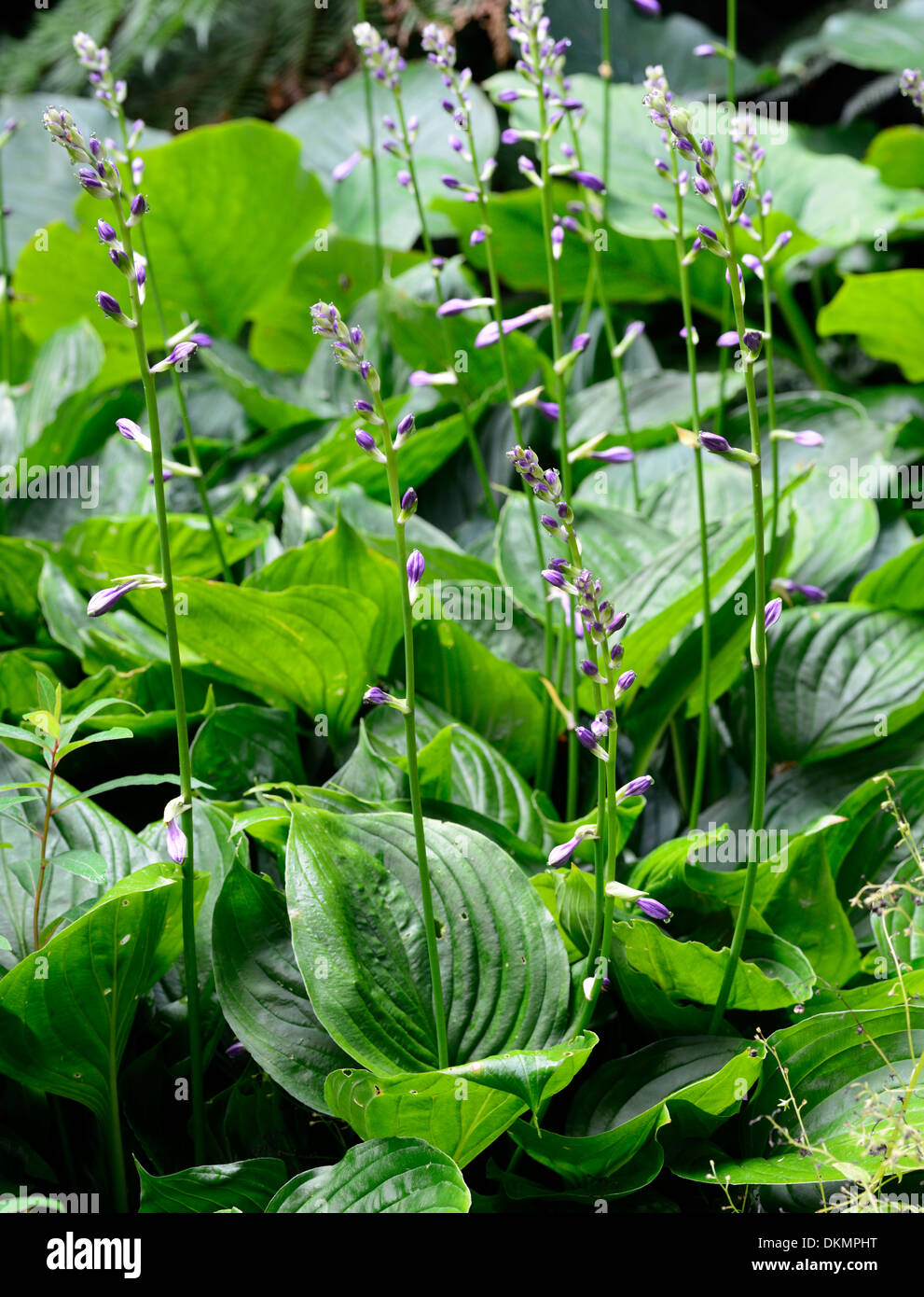 Hosta Ventricosa plantain lily lilies green foliage herbaceous perennial Stock Photo