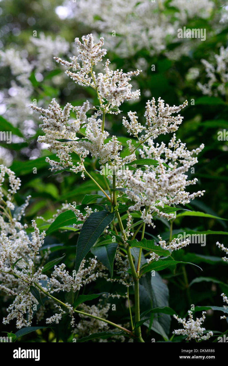persicaria polymorpha white flowers flowering perennial herbaceous Stock Photo