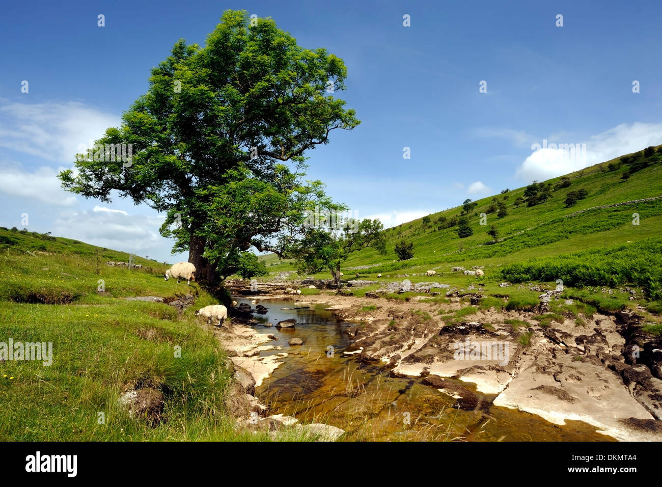 The infant river Wharfe flowing through the rugged attractiveness of Langstrothdale Chase, Yorkshire Dales, England Stock Photo