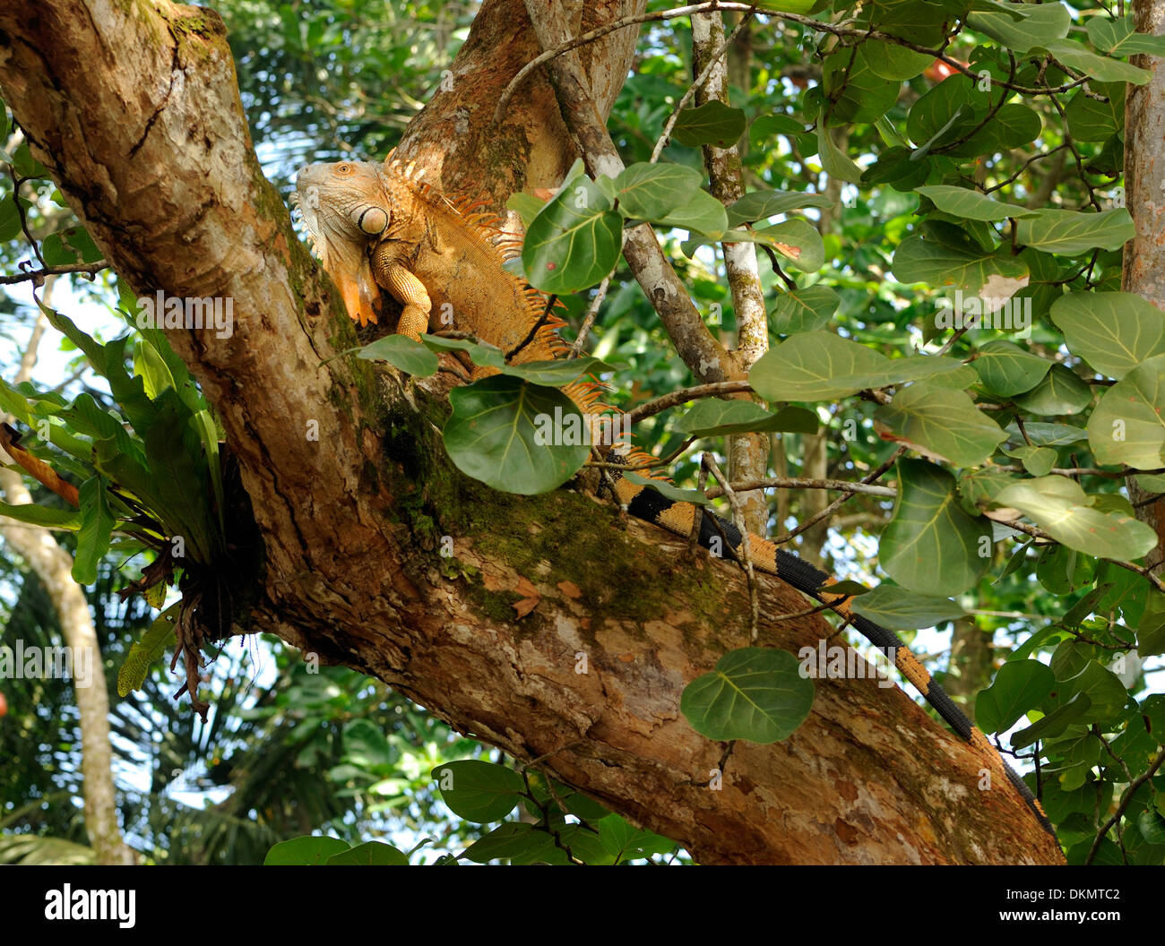 Male green iguana (Iguana iguana) in a tree. Tortuguero, Tortuguero National Park, Limon Province, Costa Rica. Stock Photo