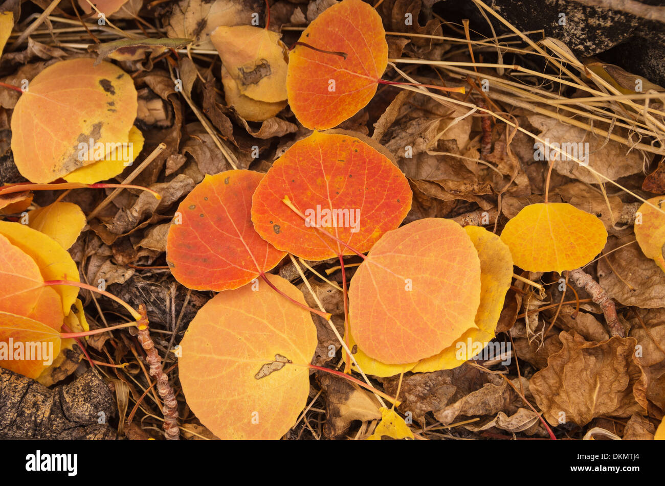 fall aspen leaves with red orange and yellow color on the ground with older brown leaves Stock Photo