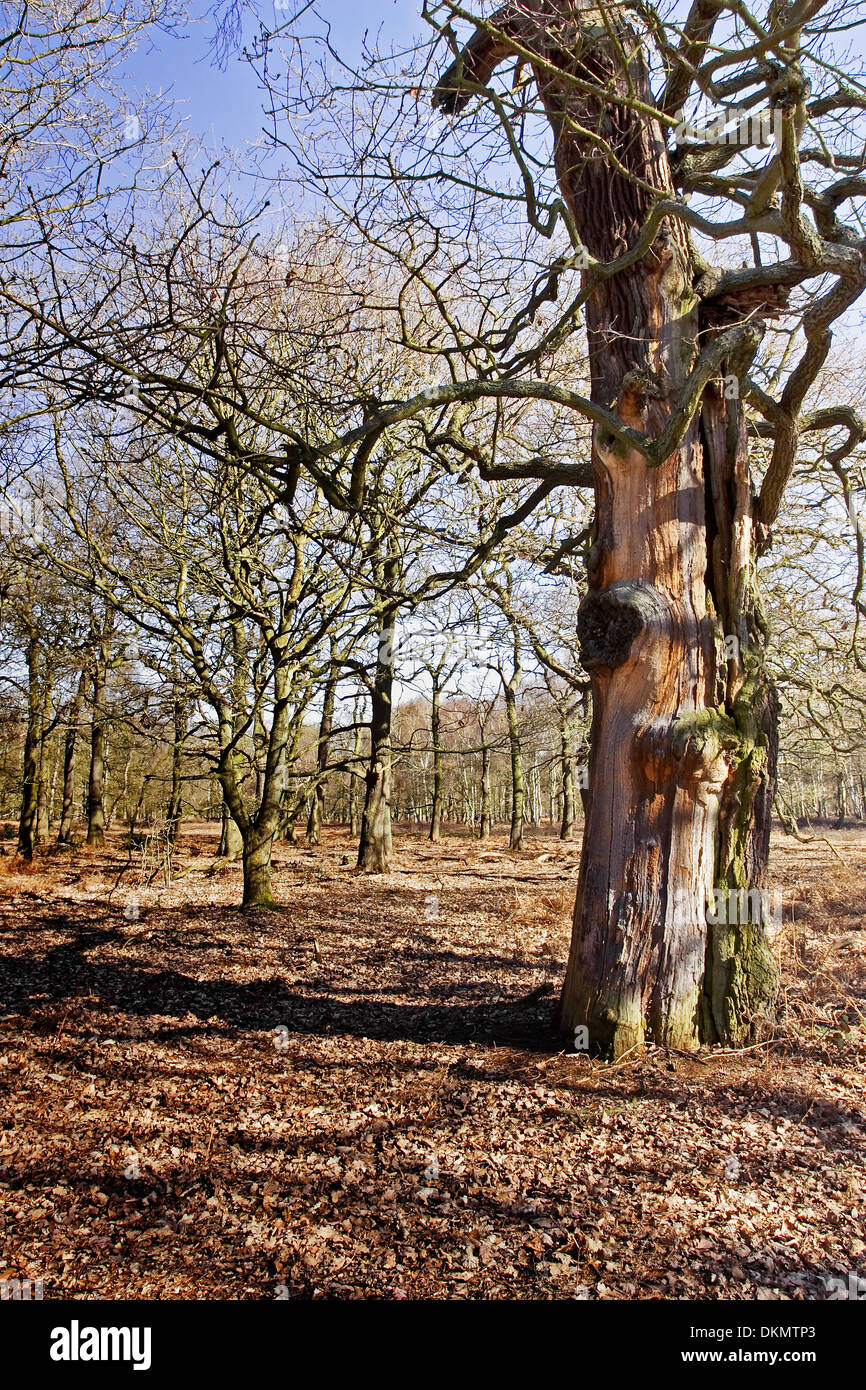 A sunny winters day in Sherwood Forest, Nottingham, showing different species of trees without leaves. Stock Photo