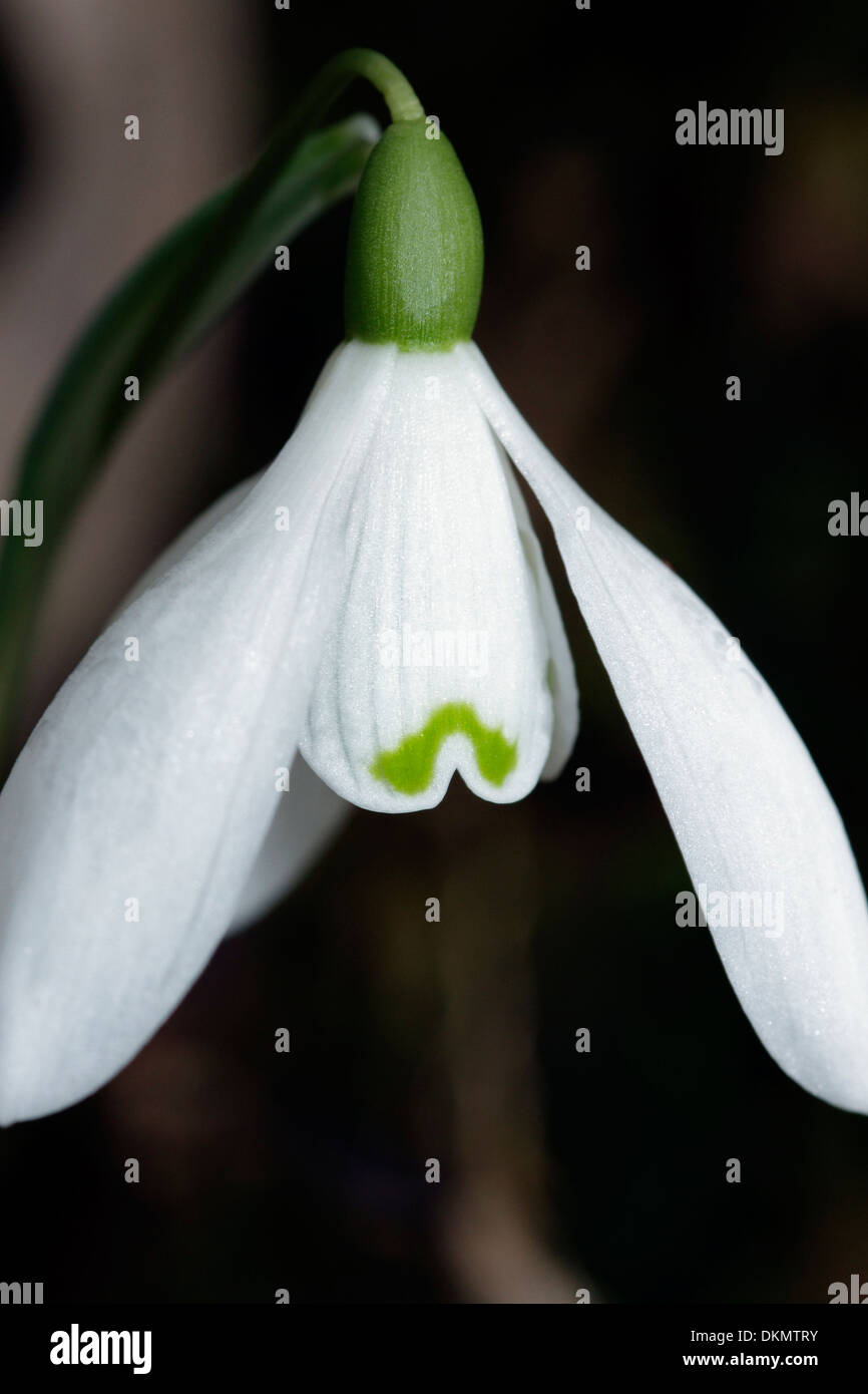 A close-up study of the bloom of a Wild Snowdrop (Galanthus nivalis). Stock Photo