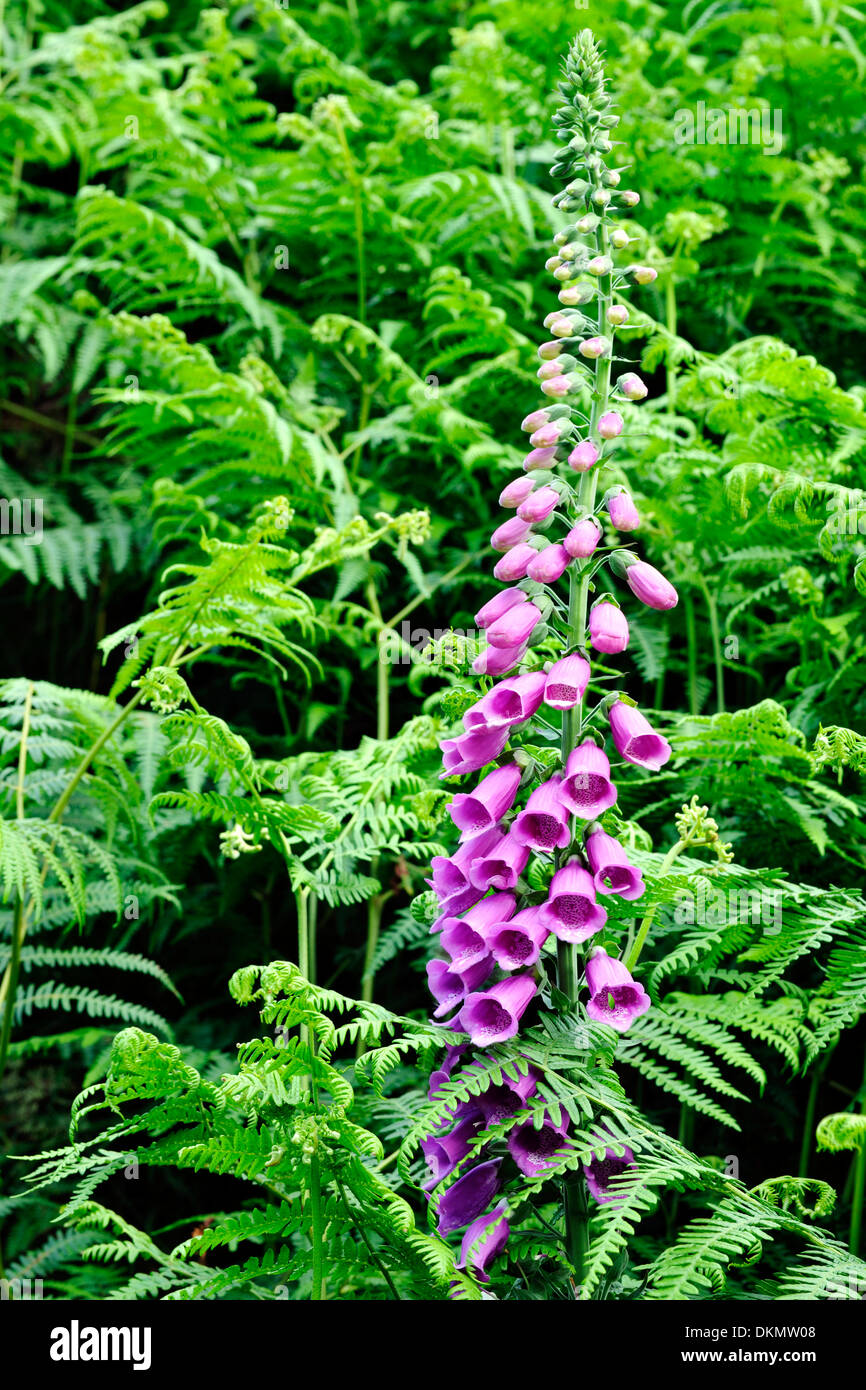 Fellside foxglove in a stand of unfurling bracken, Wharfedale, Yorkshire Dales National Park, England Stock Photo