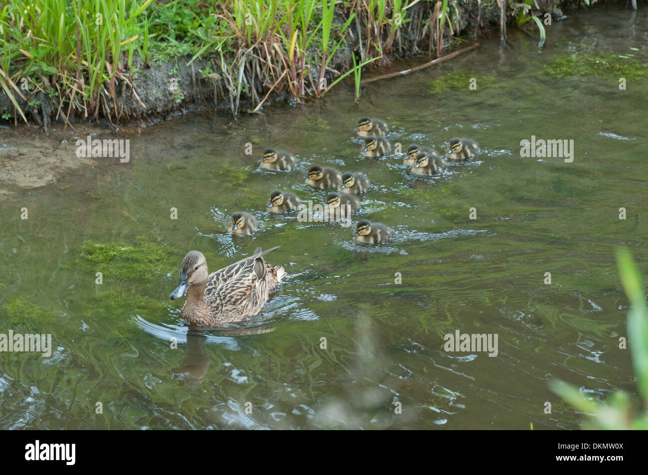 Mallard (Anas platyrhynchos). Duck with twelve ducklings Stock Photo