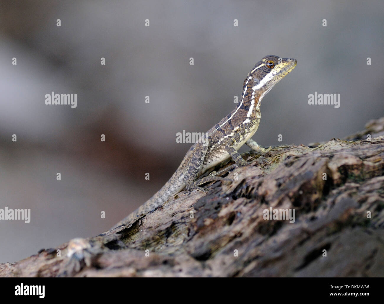Lizard drake bay hires stock photography and images Alamy