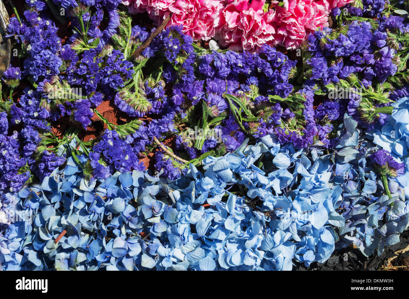 flower background with stripes of different colored flowers Stock Photo