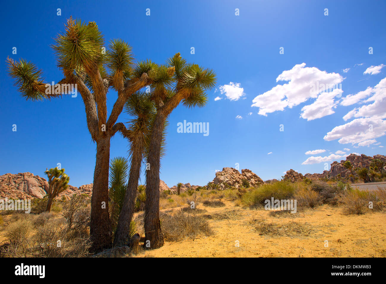 Joshua Tree National Park Yucca Valley in Mohave desert California USA