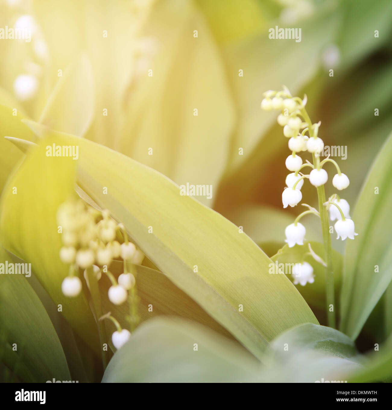 Lily valley flowers isolated hi-res stock photography and images - Alamy