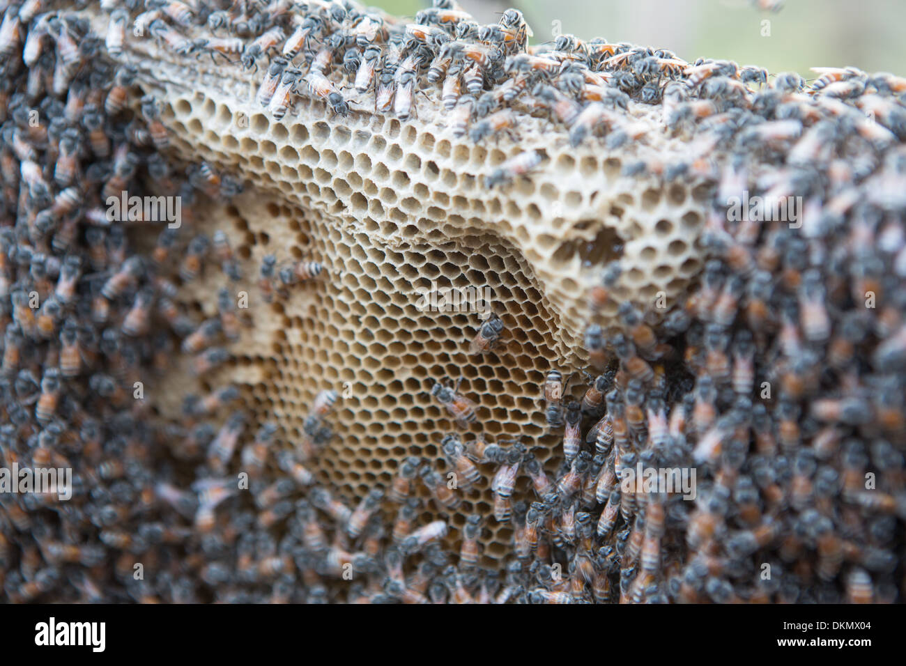 Oman food insect hi-res stock photography and images - Alamy