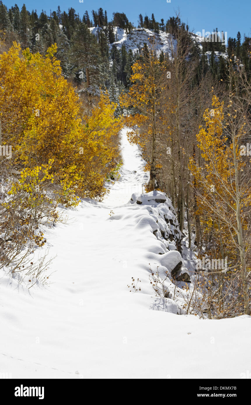 snowy path past some aspen trees with yellow leaves and up a hill Stock Photo