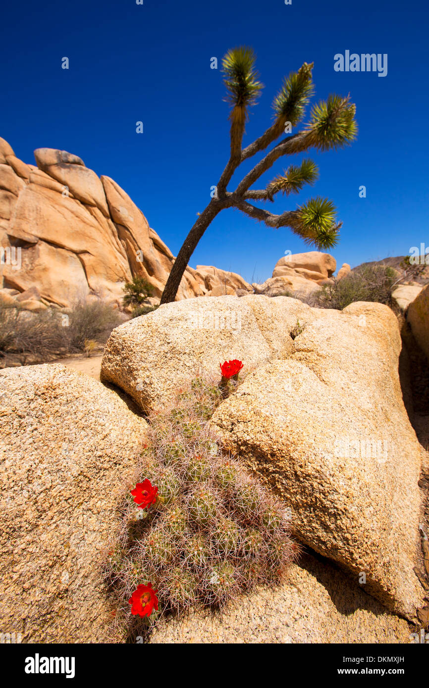 Orange Mohave Mound Cactus Flowers in Joshua Tree Park Echinocereus triglochidiatus Stock Photo