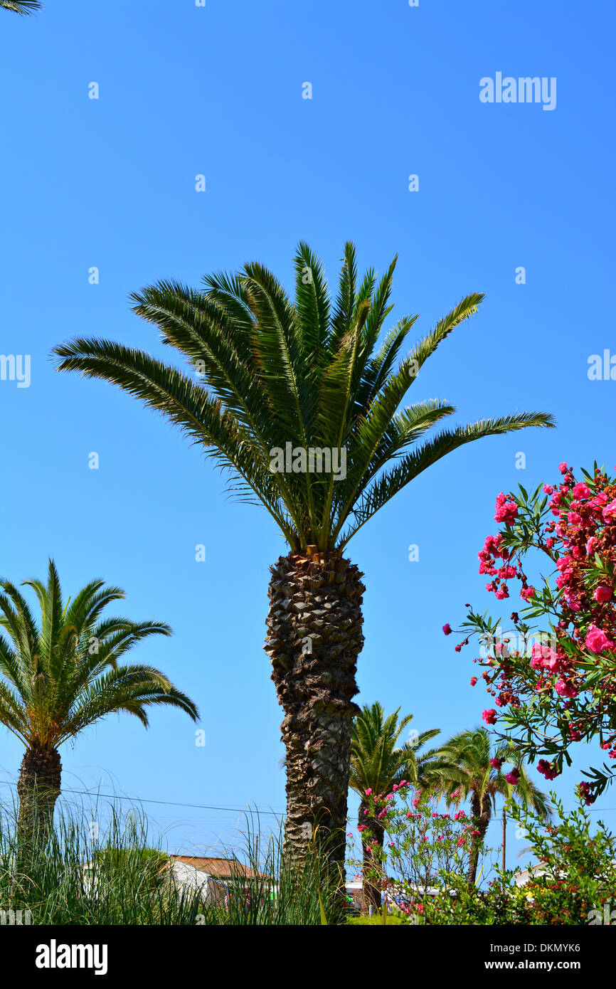 palm tree in portugal Stock Photo - Alamy