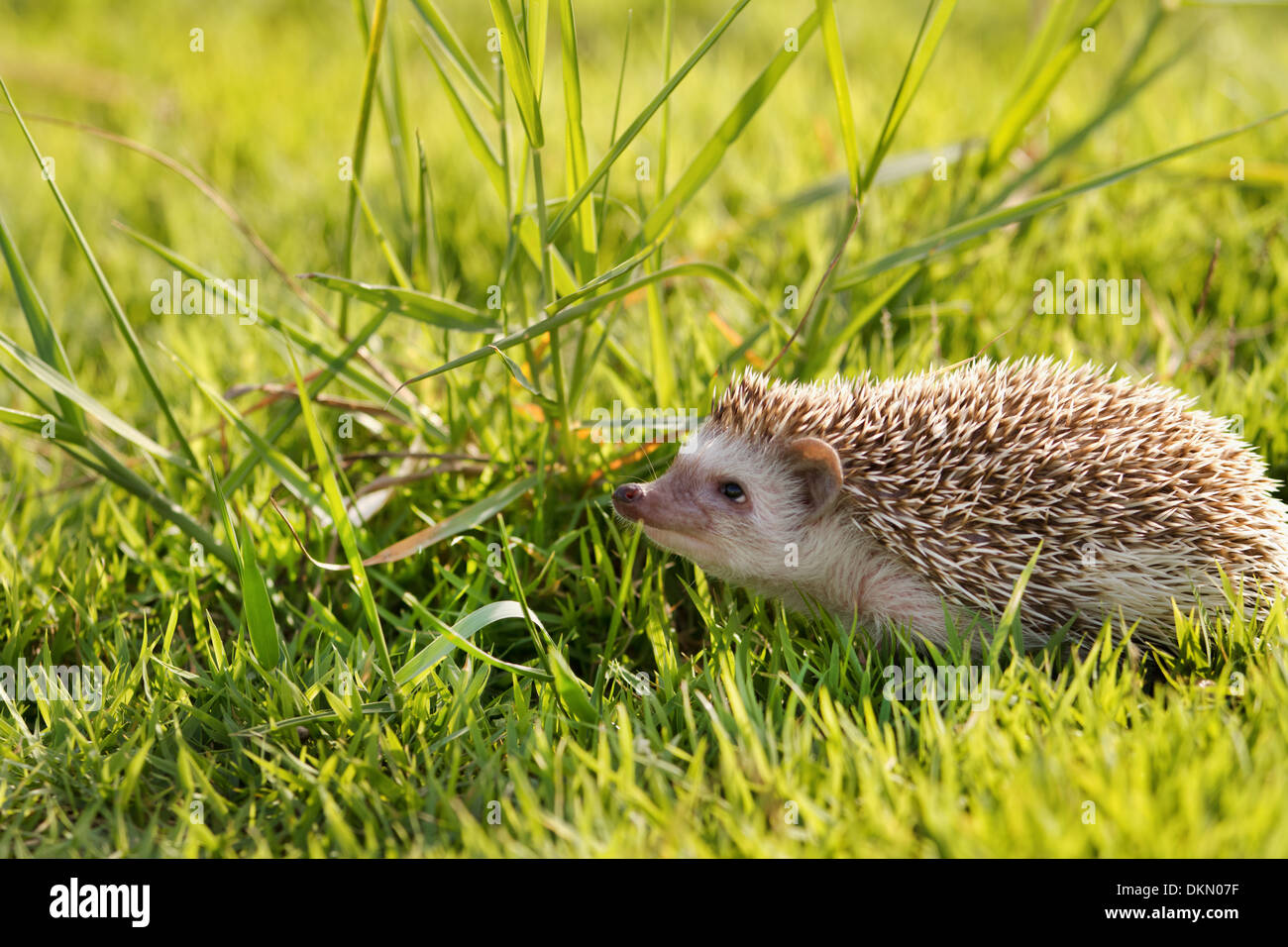 Little Hedgehog in the green grass Stock Photo