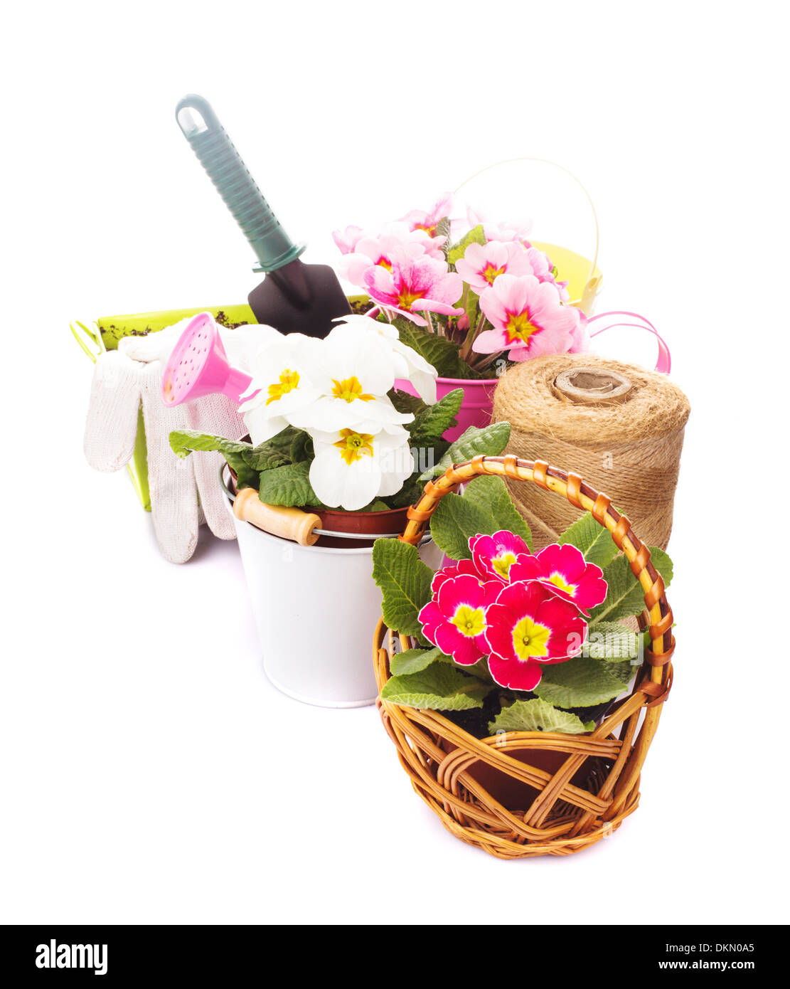 Gardening: primula flowers with gloves, trowel and watering can on white Stock Photo