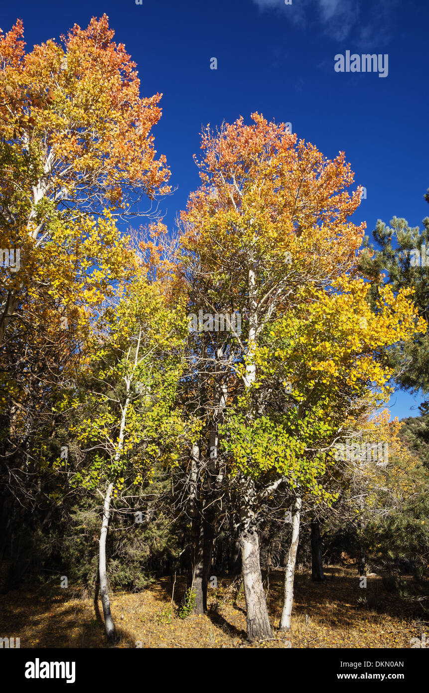 red orange and yellow fall aspen trees with a blue sky Stock Photo