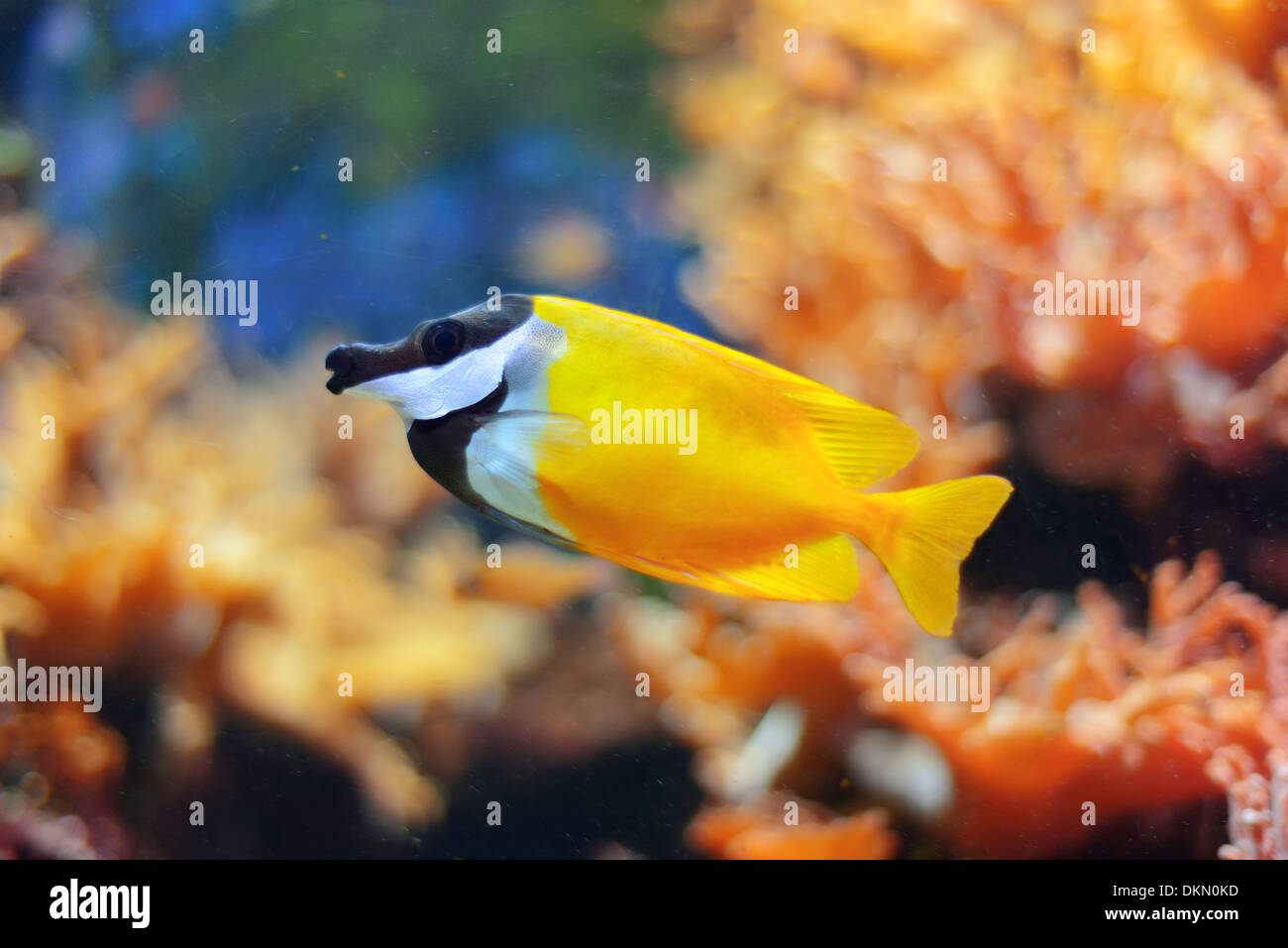 Sea life from London Aquarian. Stock Photo