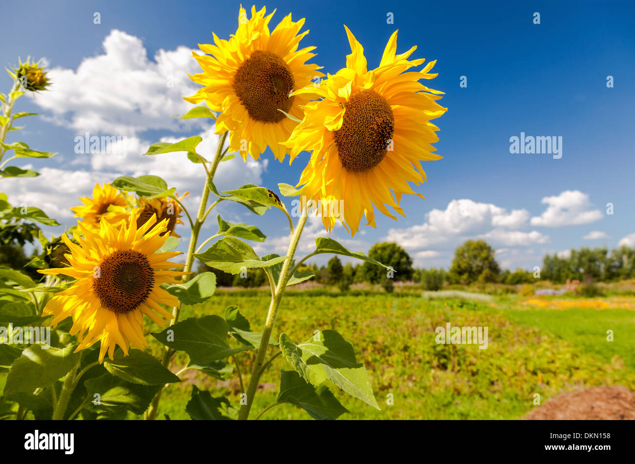 Beautiful yellow sunflowers in the field against blue sky background ...