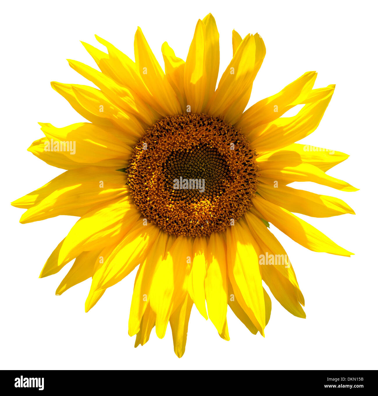 Yellow sunflower isolated on white background Stock Photo - Alamy