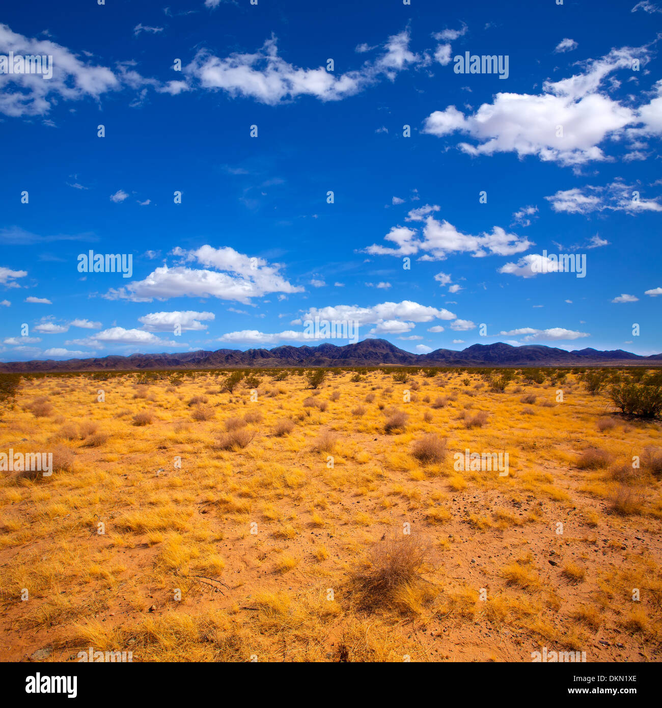 Mohave desert in California Yucca Valley USA Stock Photo Alamy