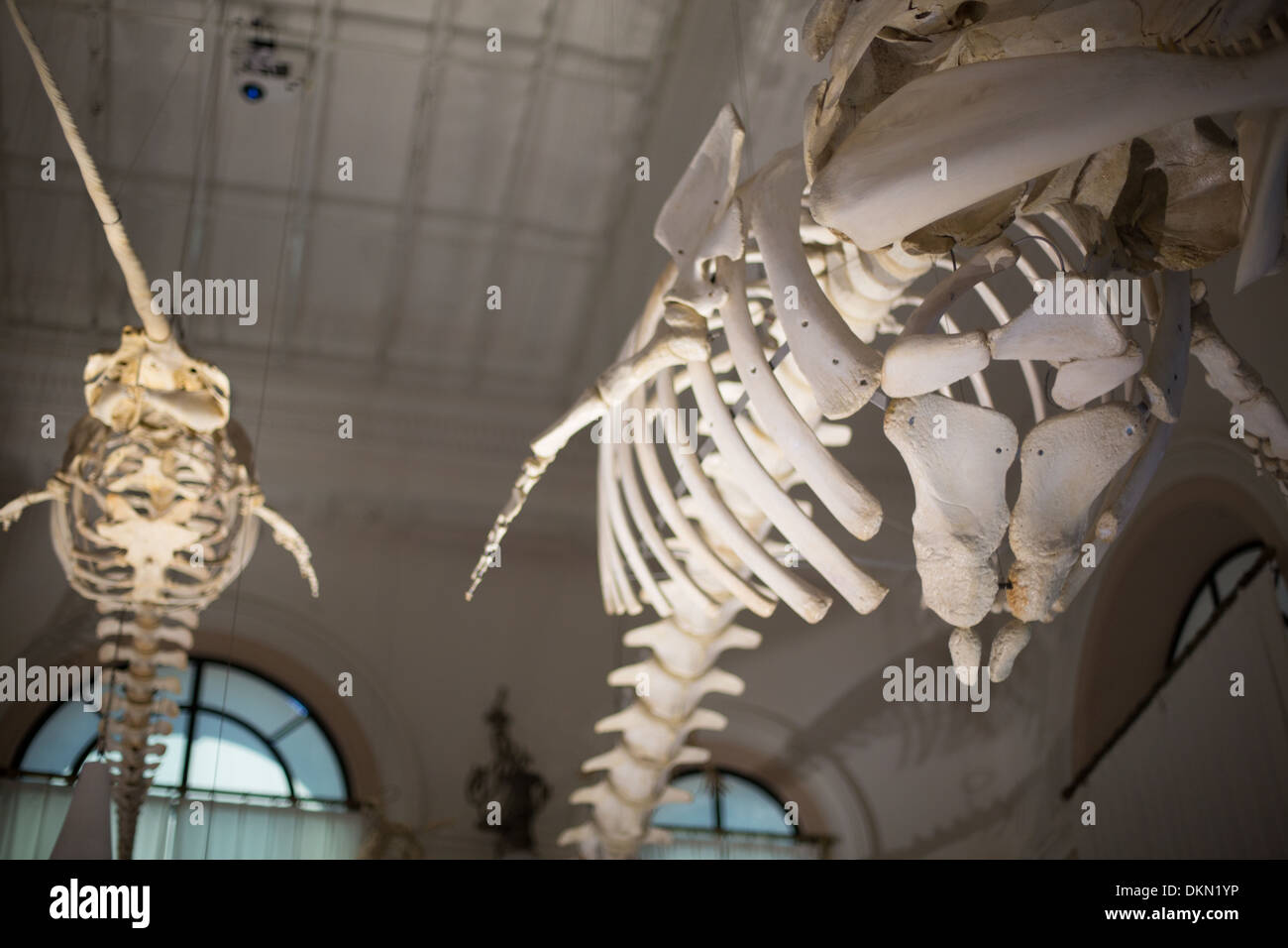 Animal bones hang from the ceiling of the Oceanographic Museum of Monte  Carlo, Monaco Stock Photo - Alamy