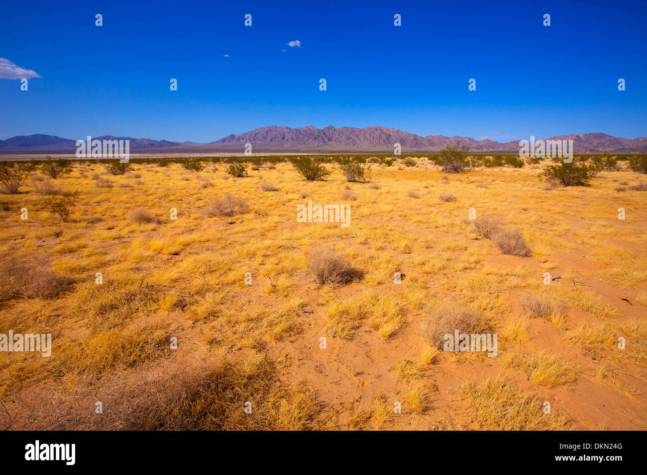 Mohave desert in California Yucca Valley USA Stock Photo Alamy