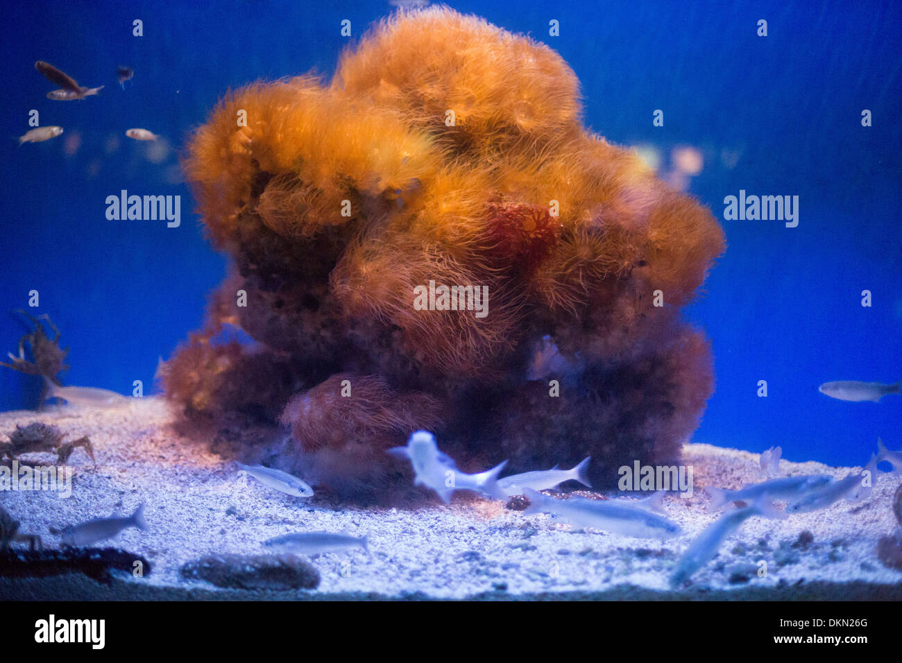 Fish and coral on display at the Oceanographic Museum, Monte Carlo, Monaco Stock Photo