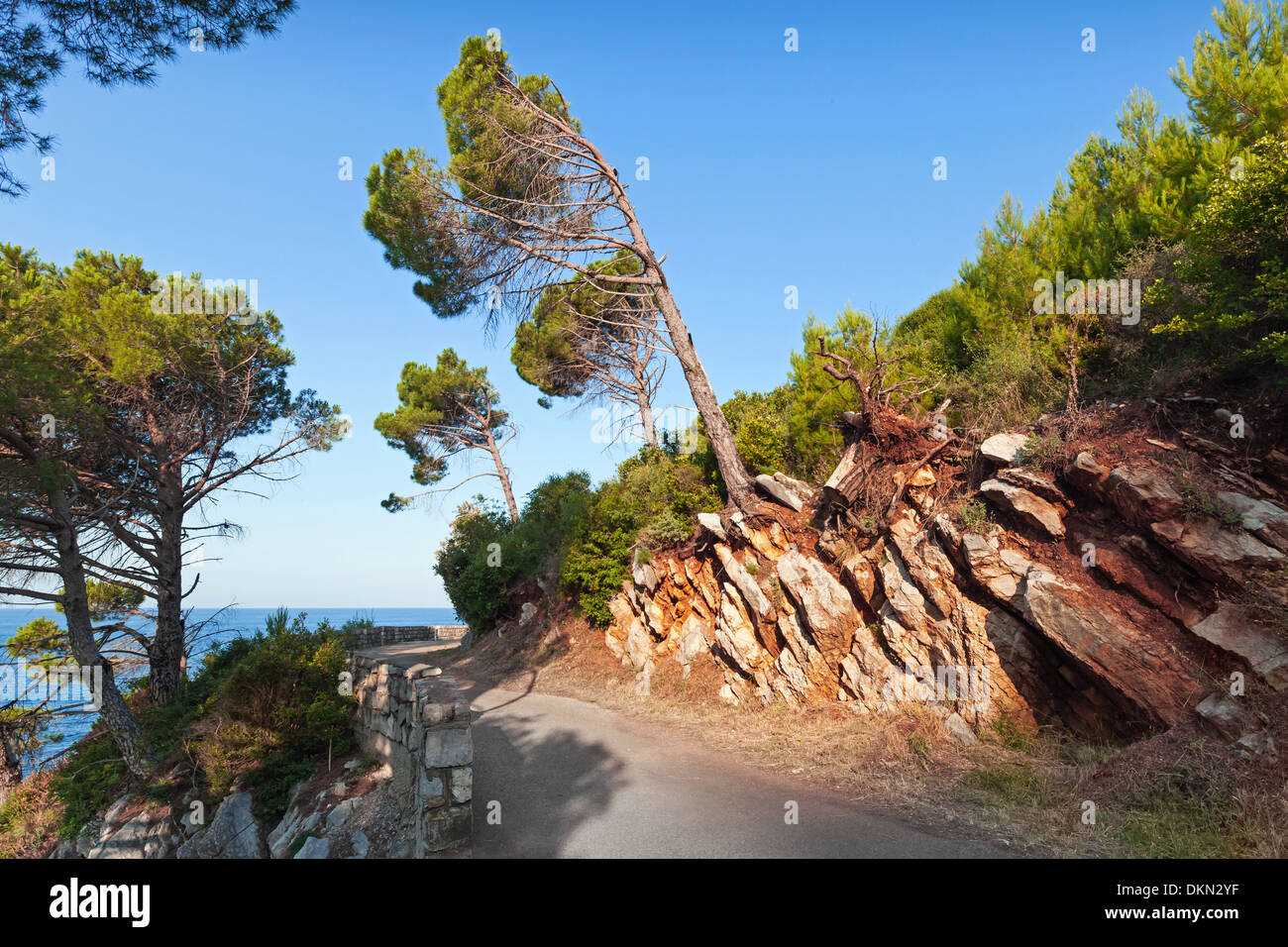Coastal road with pine trees growing on mountains Stock Photo