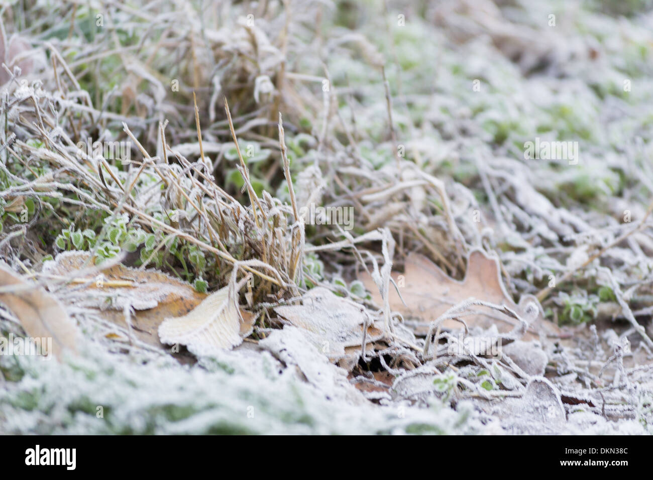 Frozen frost covered leaves hi-res stock photography and images - Alamy