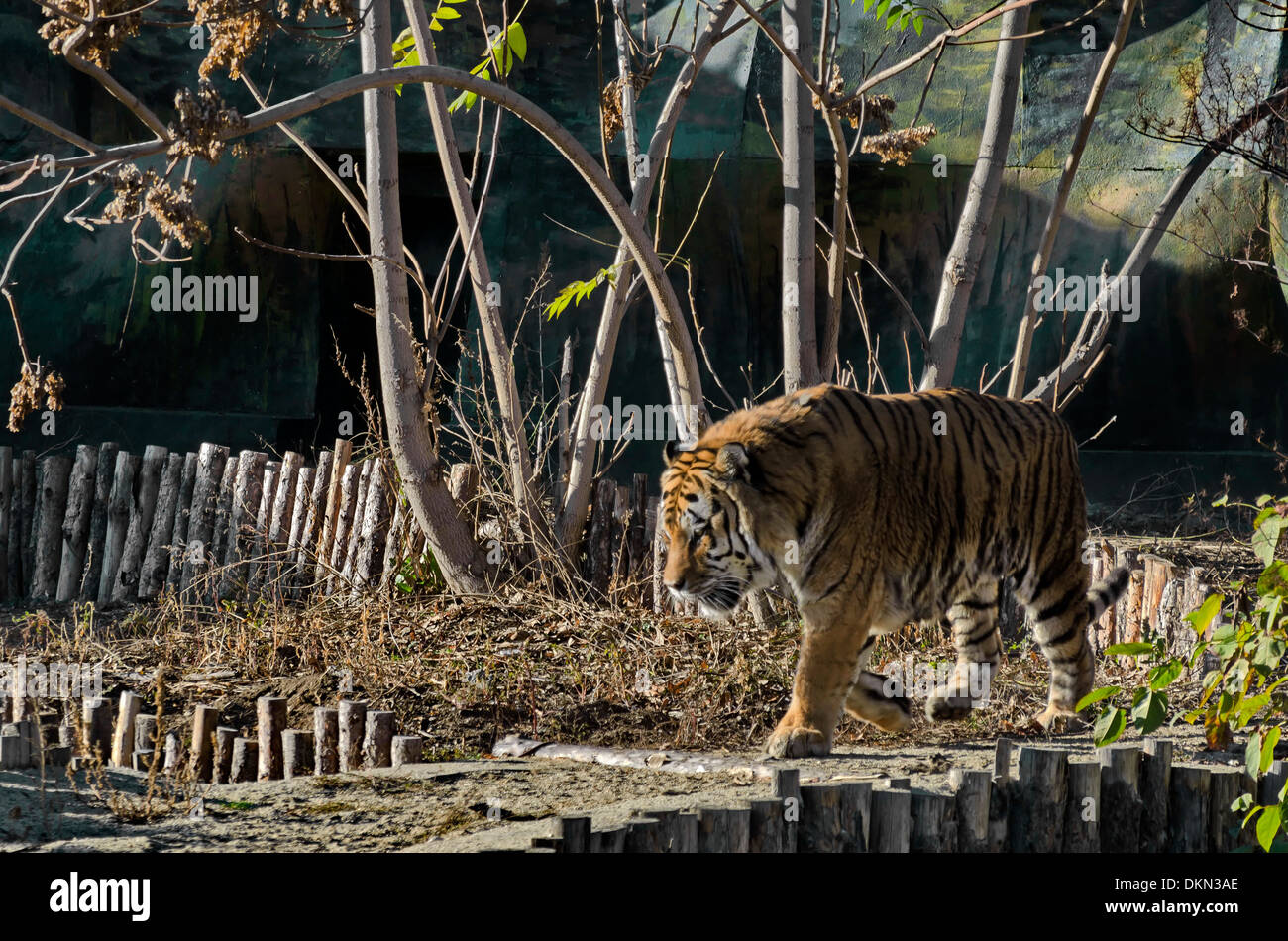 Tiger walking hires stock photography and images Alamy