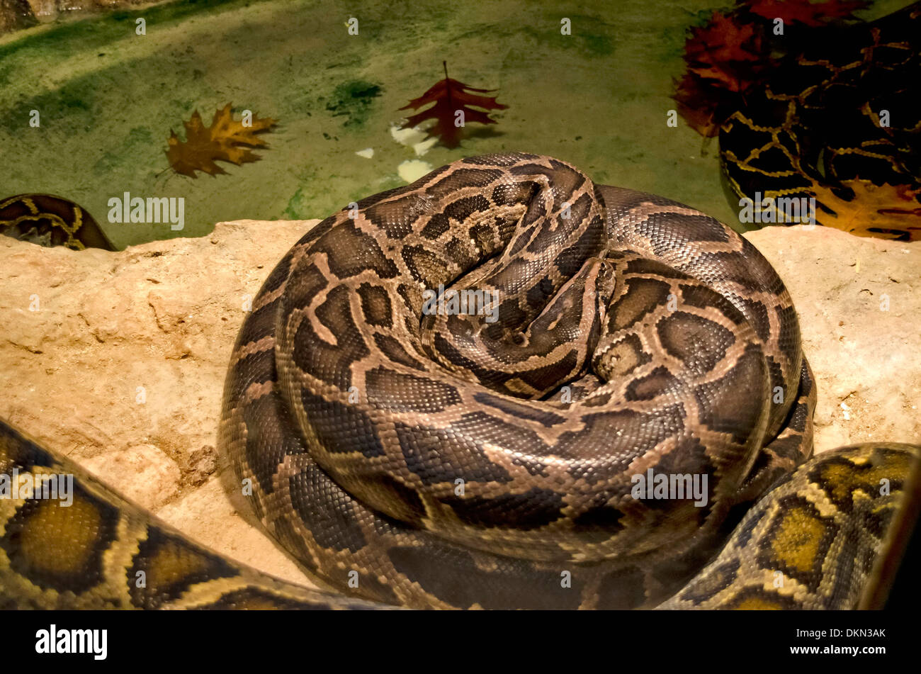 Python snake close-up in the autumn Stock Photo