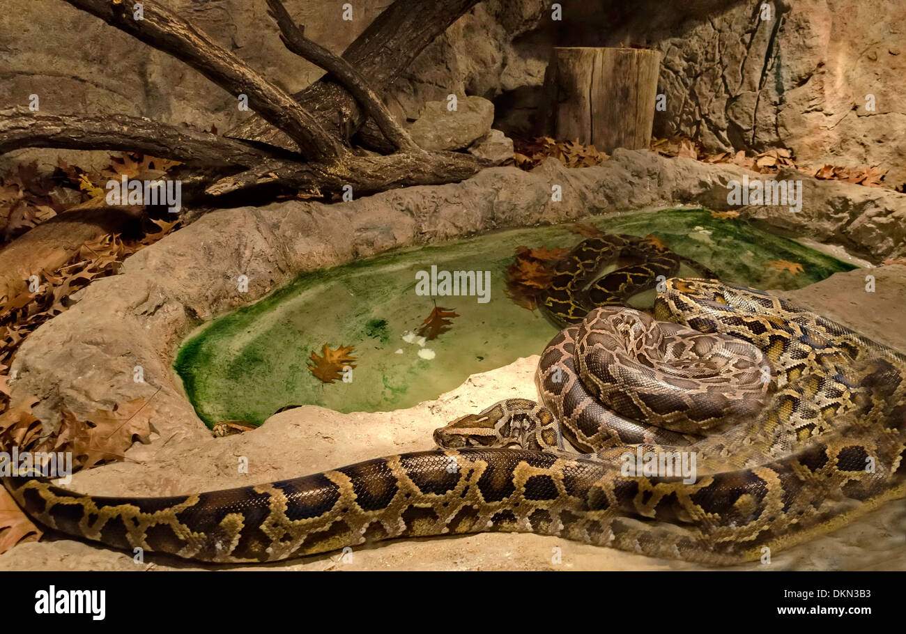 Python snake hi-res stock photography and images - Alamy