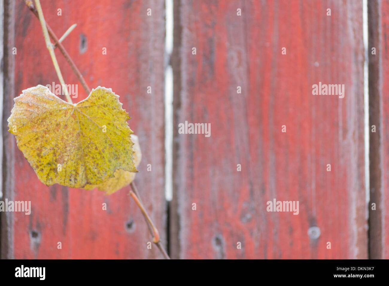 Branch fence hi-res stock photography and images - Alamy