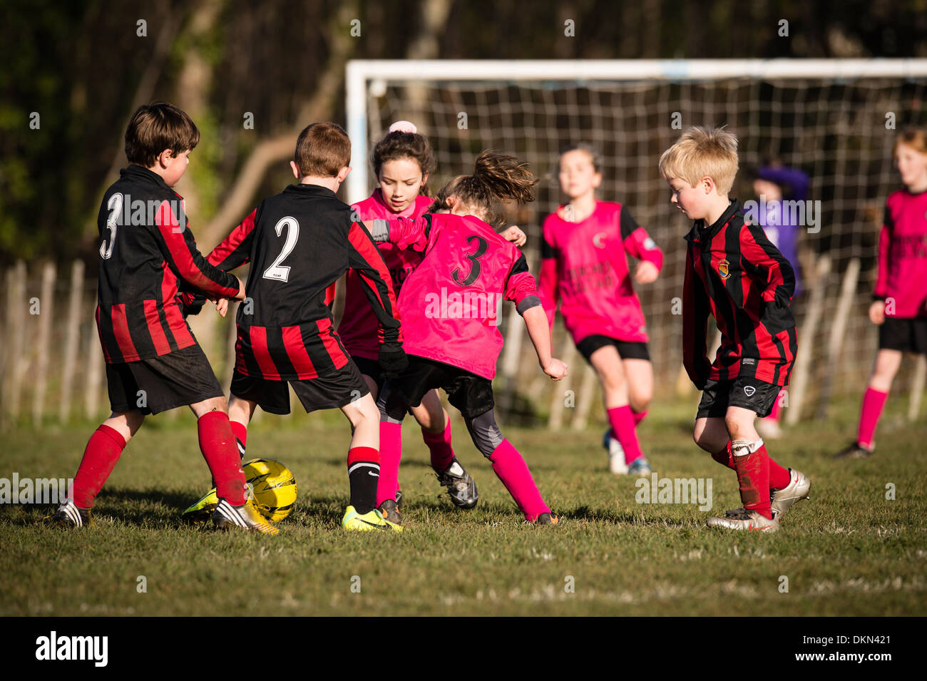 Primary school aged Boys and girls playing competitive football soccer