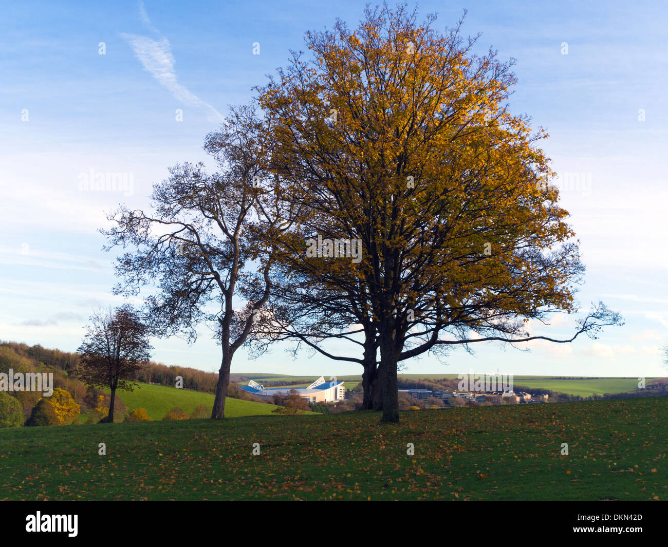 Amex Stadium framed by autumnal trees in Stanmer Park, Brighton, UK Stock Photo