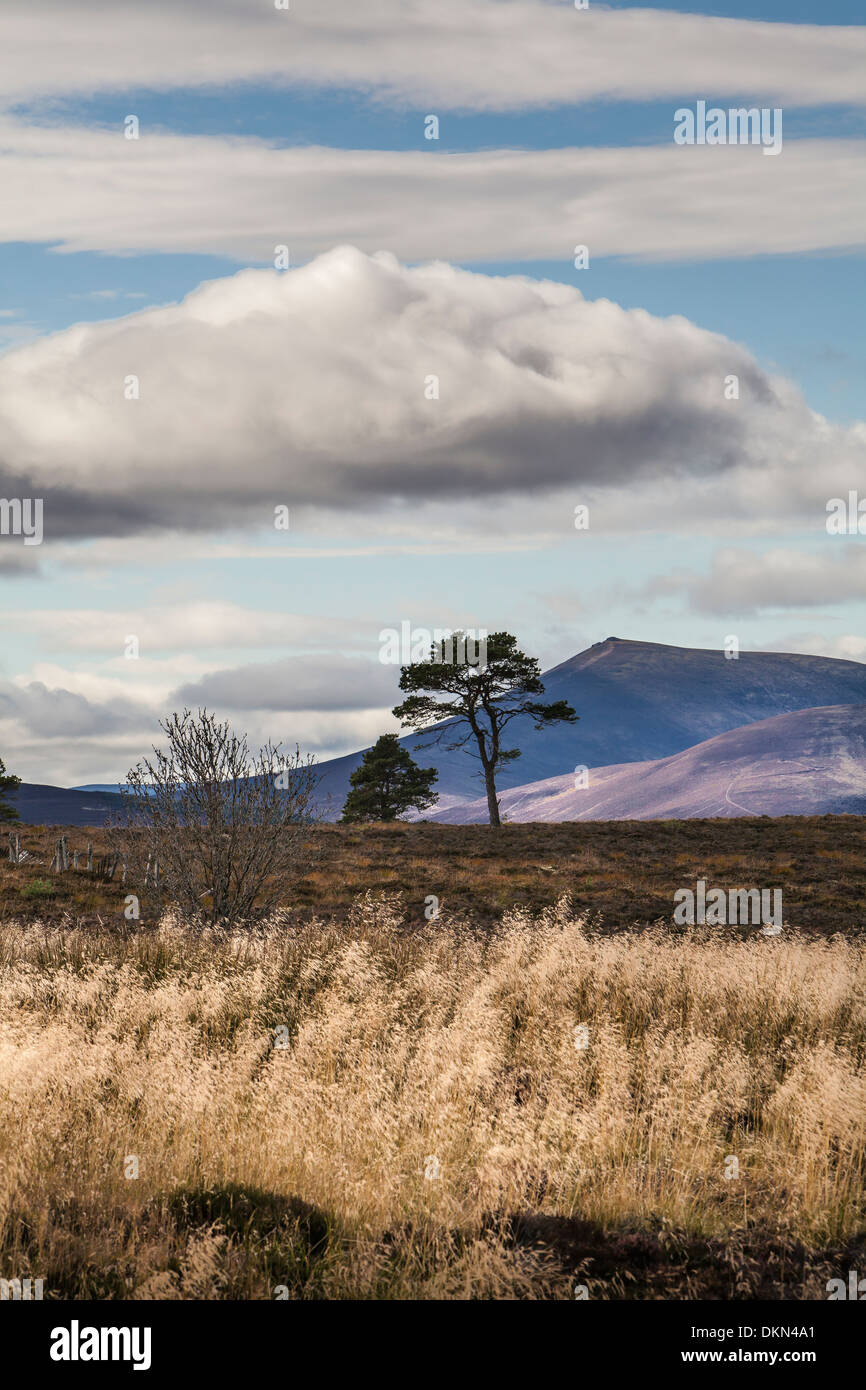 Ben rinnes mountains trees hi-res stock photography and images - Alamy