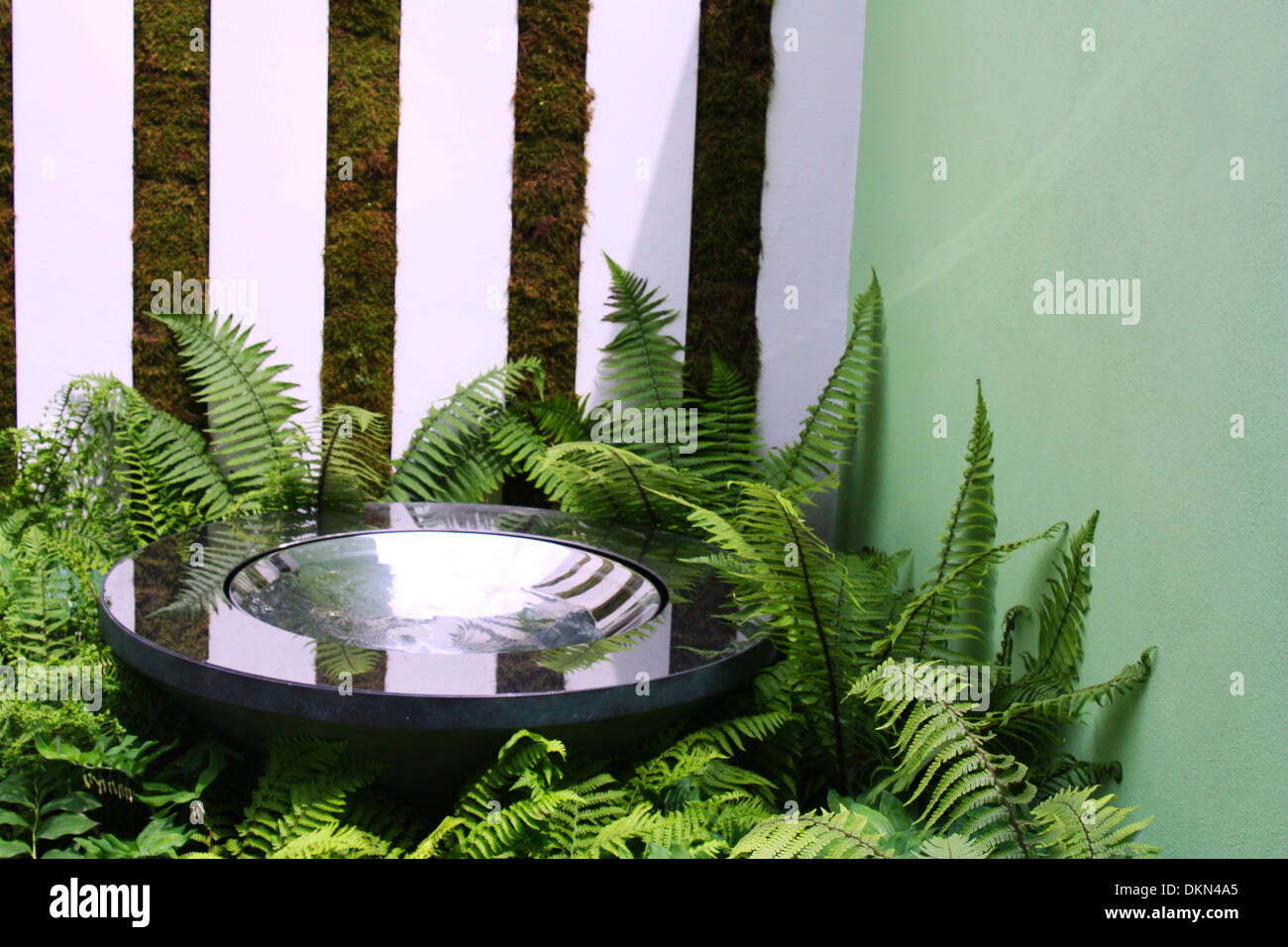 Water bowl surrounded by green fern plants Stock Photo