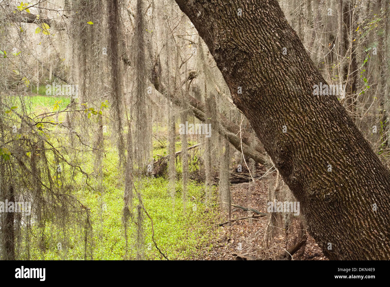 Spanish moss hires stock photography and images Alamy