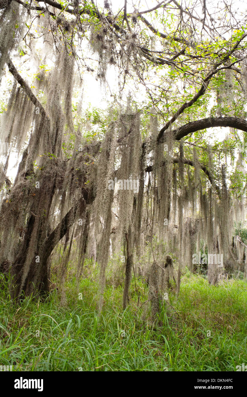 An interesting tree covered in Spanish Moss in Santa Ana National