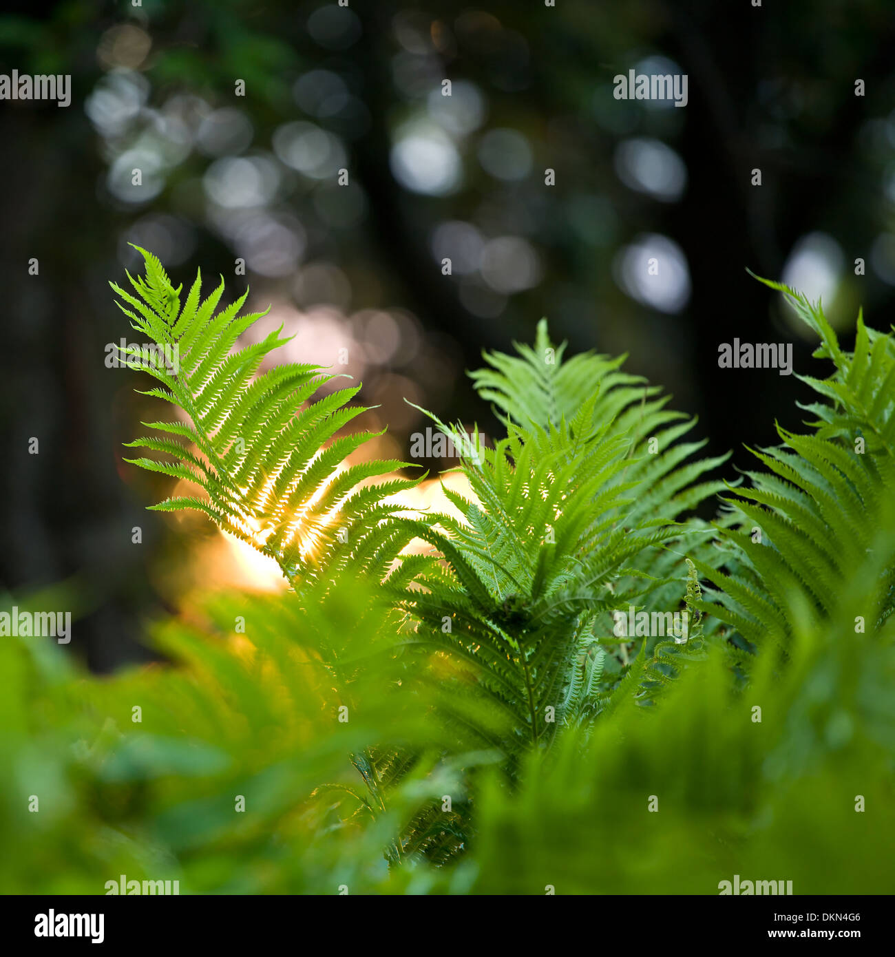 A close up shot of a fern in the spring with sunlight bursting through it's leaves, Oakville, Ontario, Canada. Stock Photo