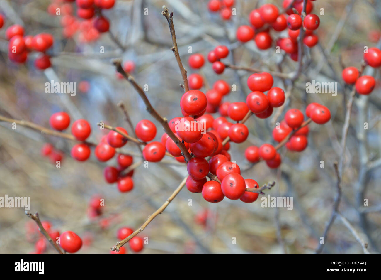 Winterberry Shrub Featuring Red Berries Stock Photo