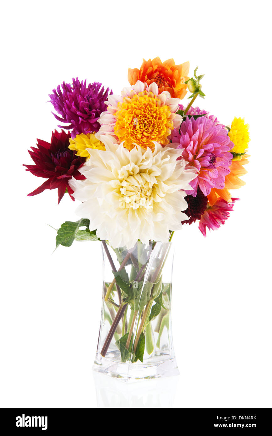 Bouquet Dahlias in glass vase isolated over white background Stock