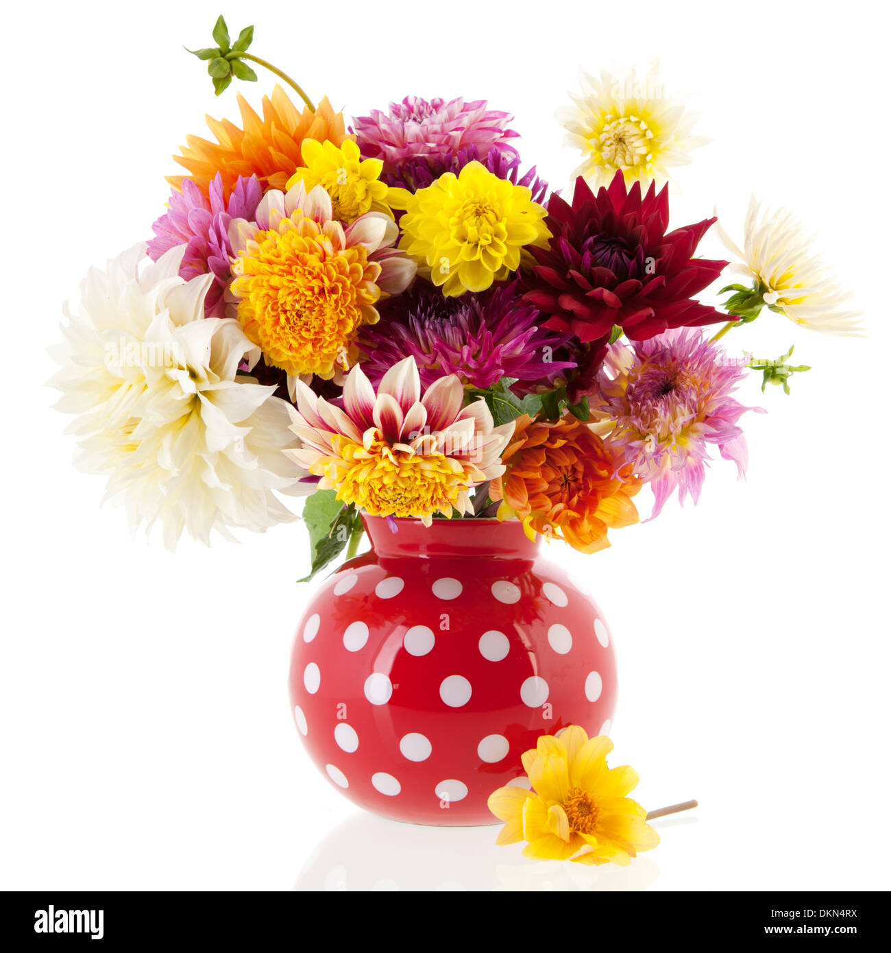 Dahlias High Resolution Stock Photography and Images - Alamy