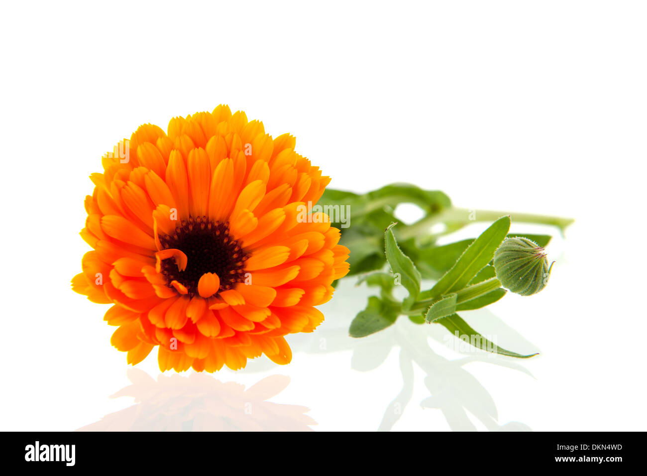 Orange marigold isolated over white background Stock Photo - Alamy