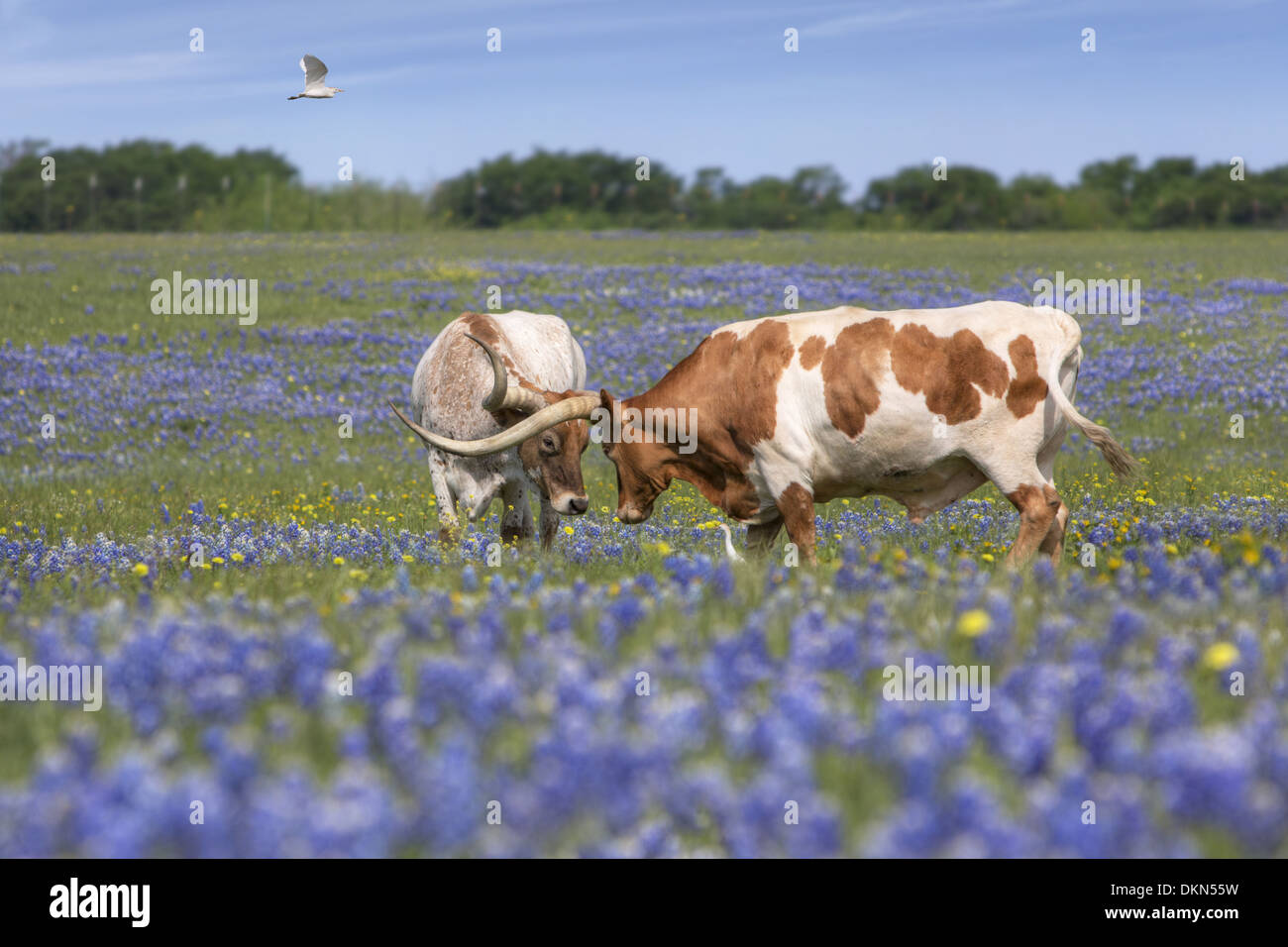 Two longhorns play in a field of Texas bluebonnets on a spring morning Stock Photo