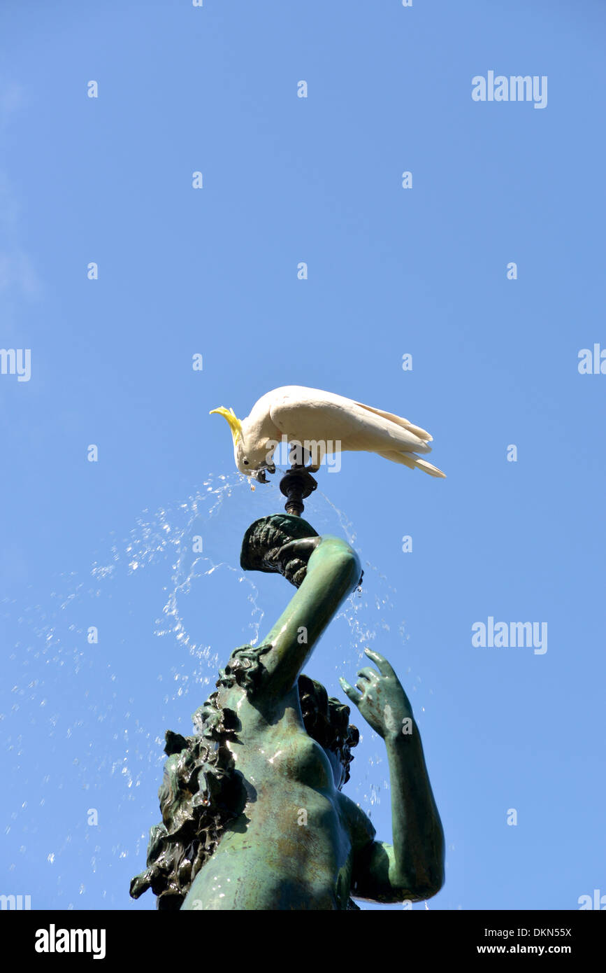 A cockatoo drinking from the Levy fountain in the Royal Botanical