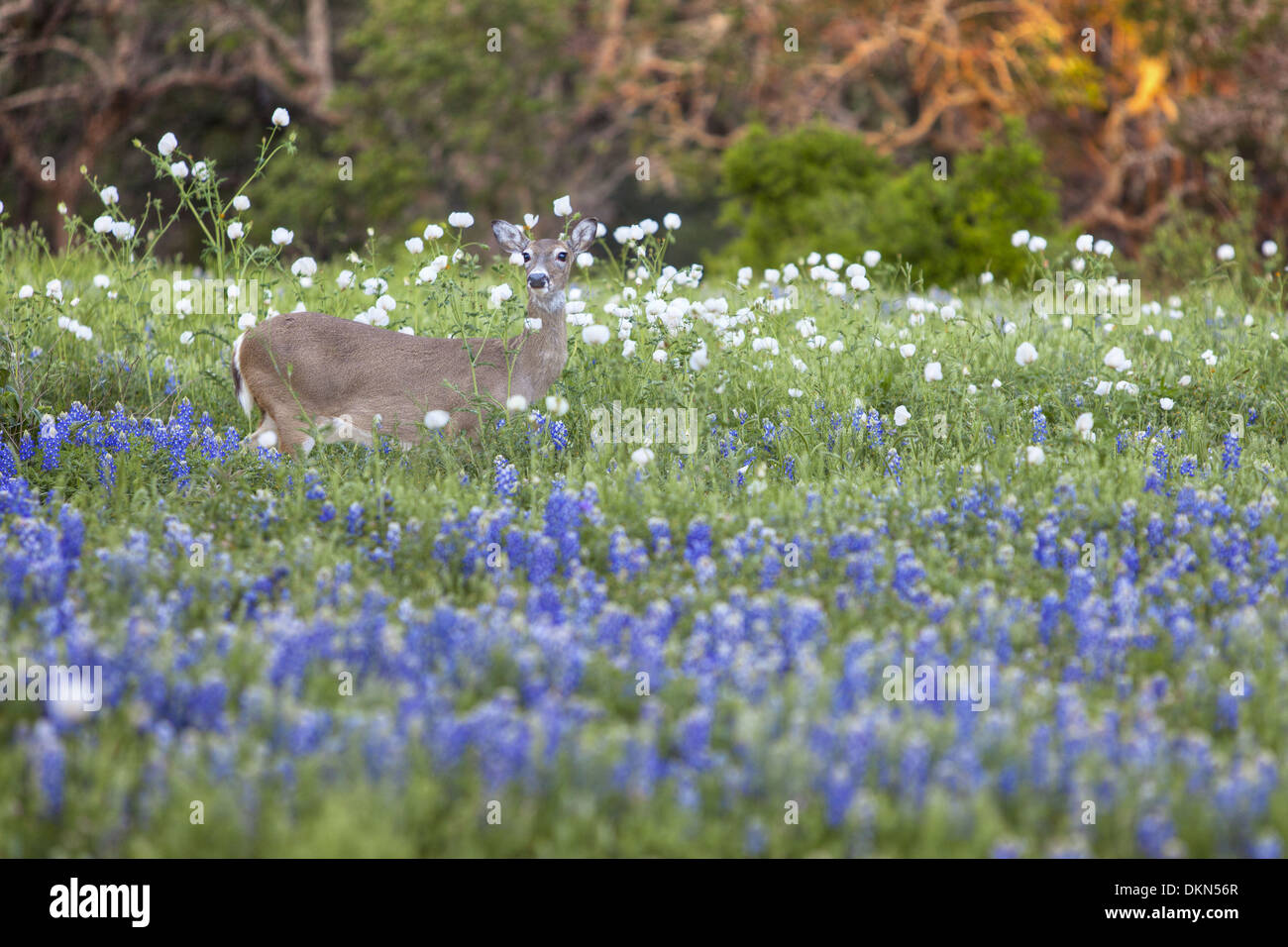 In the Texas Hill Country, a deer plays in a field of bluebonnets. These Texas wildflowers are everywhere when the rains come. Stock Photo