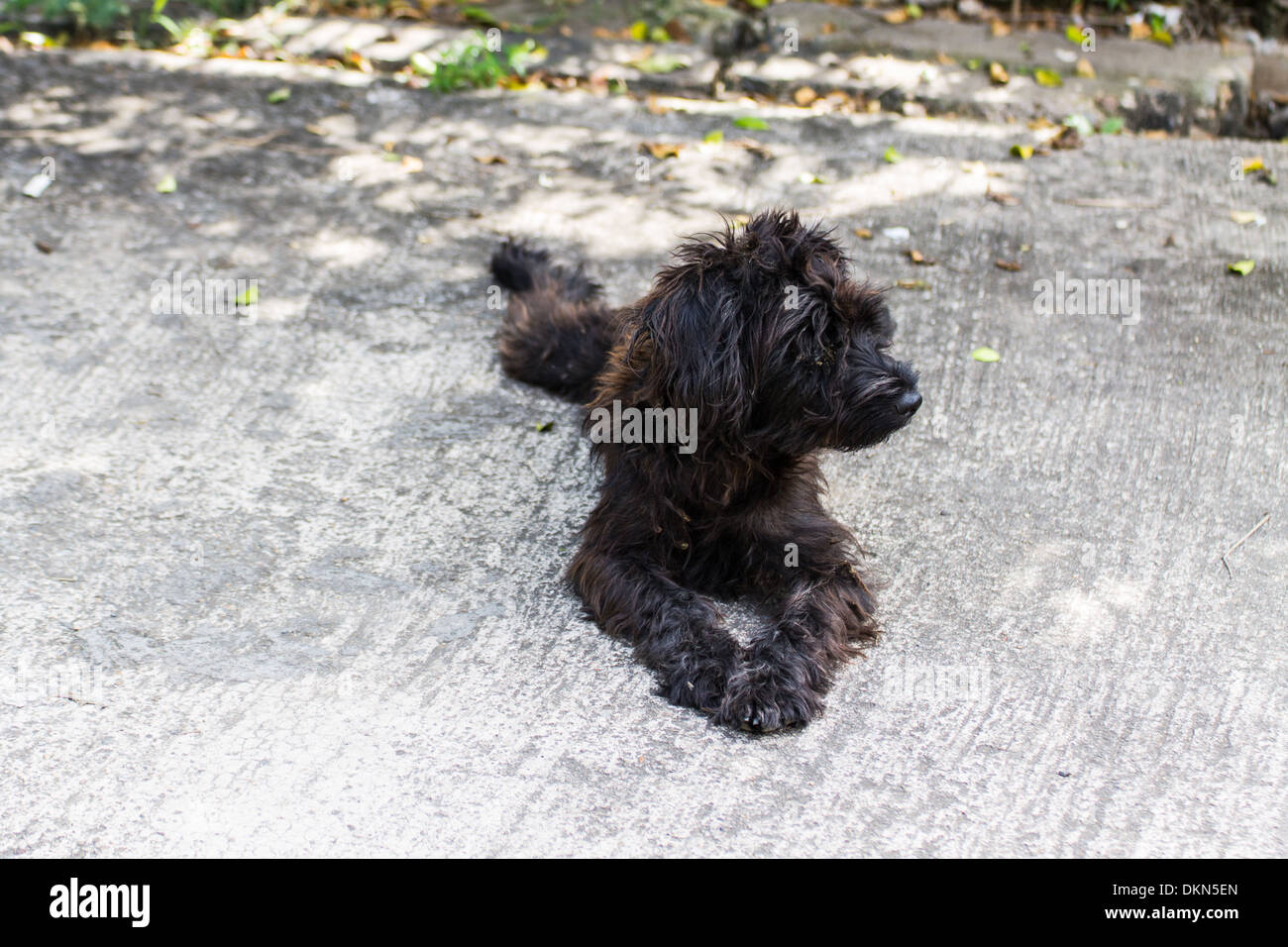 Black shaggy dog,cross breed Stock Photo
