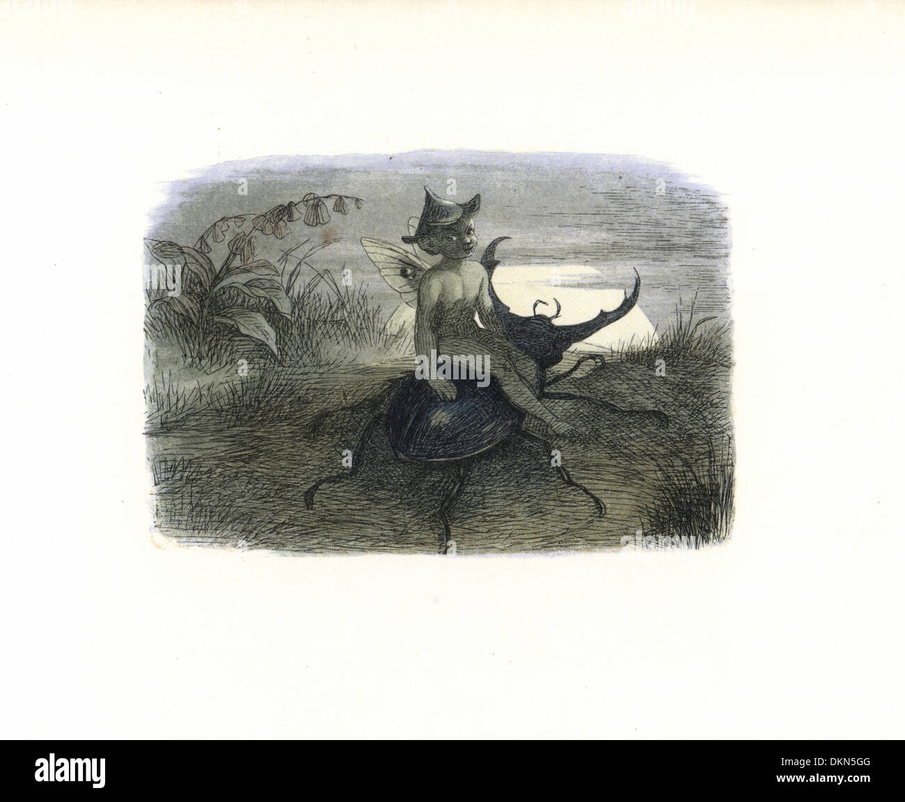 The fairy queen's messenger riding on a stag beetle. Stock Photo